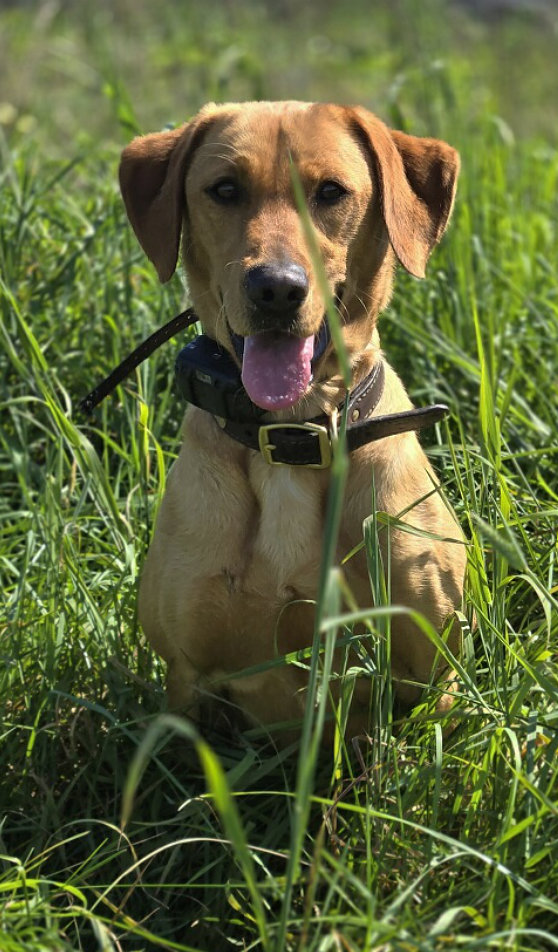 puppy