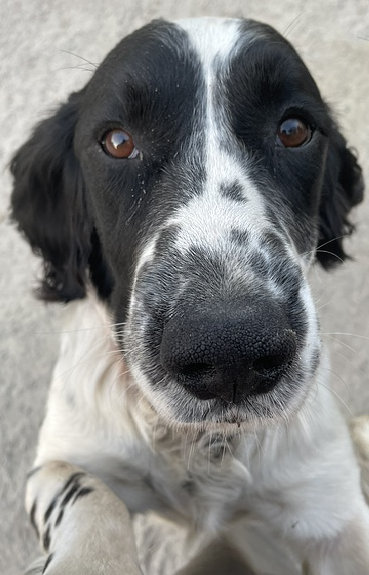 puppy