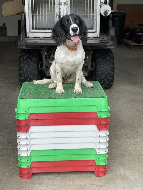 spaniel